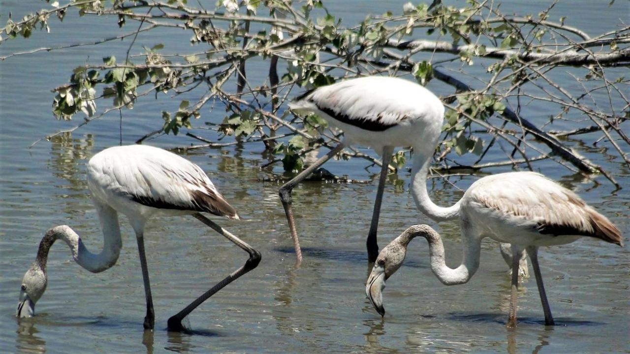 Paradise Ebro 2 Делтебре Екстериор снимка